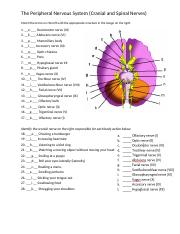 The Peripheral Nervous System Worksheet.docx - Match the terms on ...