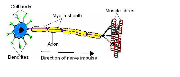 Nervous System Worksheet Answers - WikiEducator