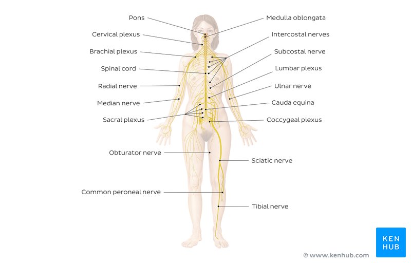 nervous system diagram worksheet