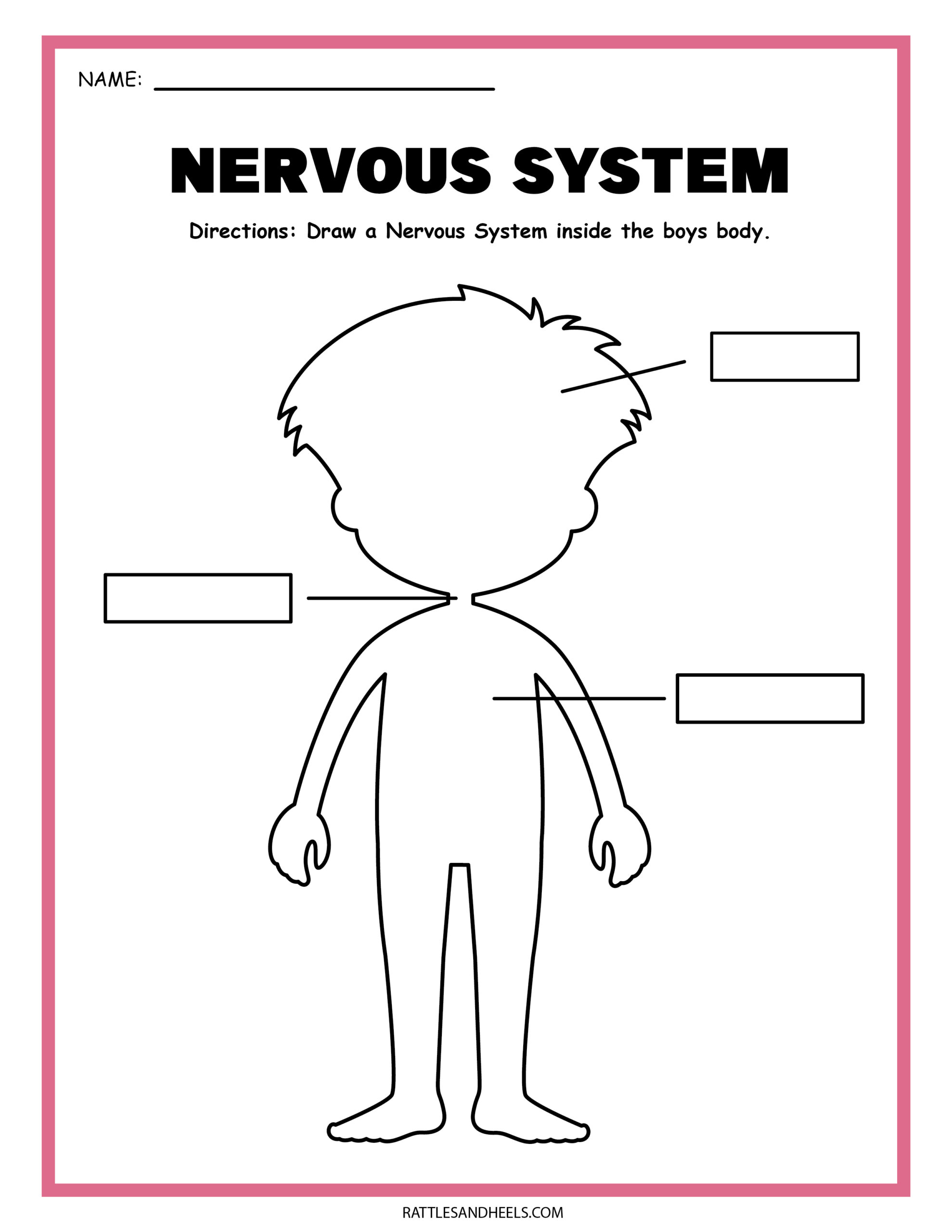 Free Science Worksheets| The Nervous System - Adanna Dill