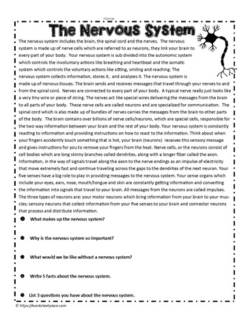 Nervous System Comprehension Activity Worksheets