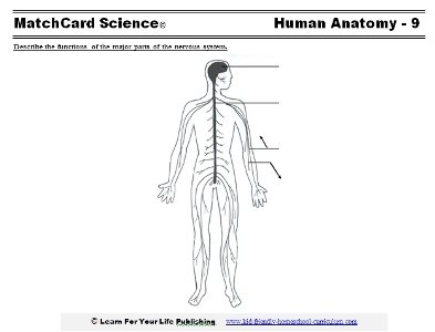 nervous system worksheet middle school