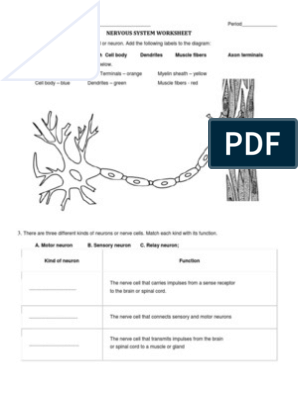 Nervous System Worksheet | PDF | Neuron | Axon