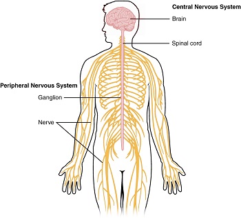 nervous system worksheet middle school
