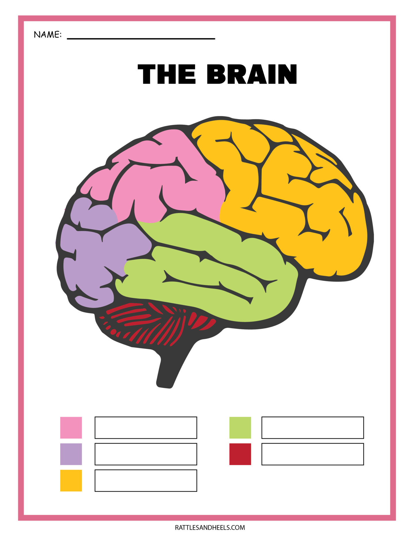 nervous system worksheet middle school