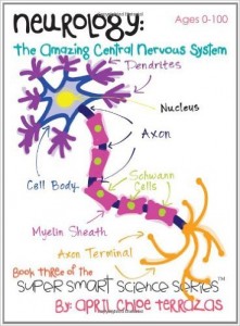Nervous System Worksheets - Homeschool Den