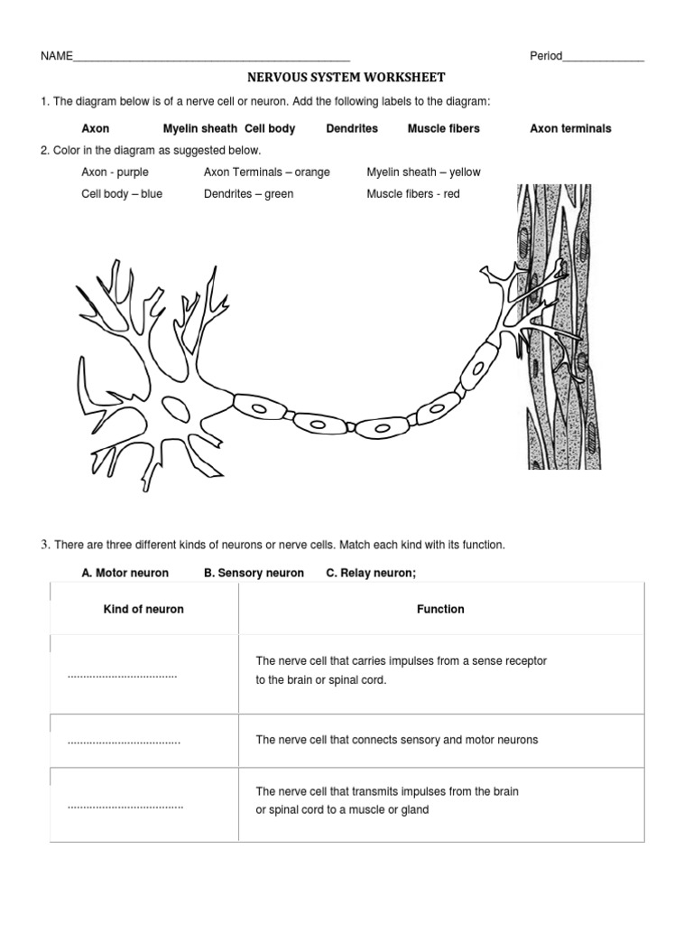 Nervous System Worksheet | PDF | Neuron | Axon