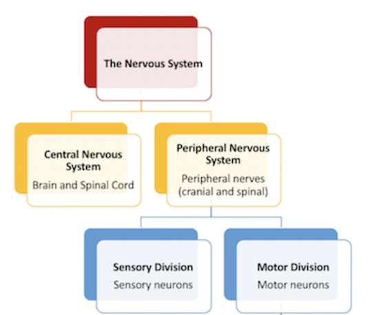 Quiz &  Worksheet - Nervous System Components | Study.com