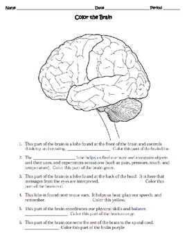 Human Body THE NERVOUS SYSTEM Worksheet by Sweet D worksheets library