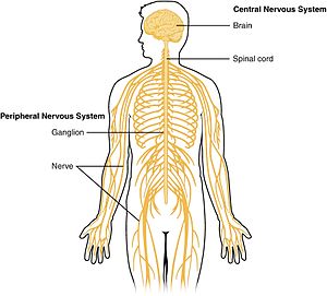 Central nervous system - Wikipedia