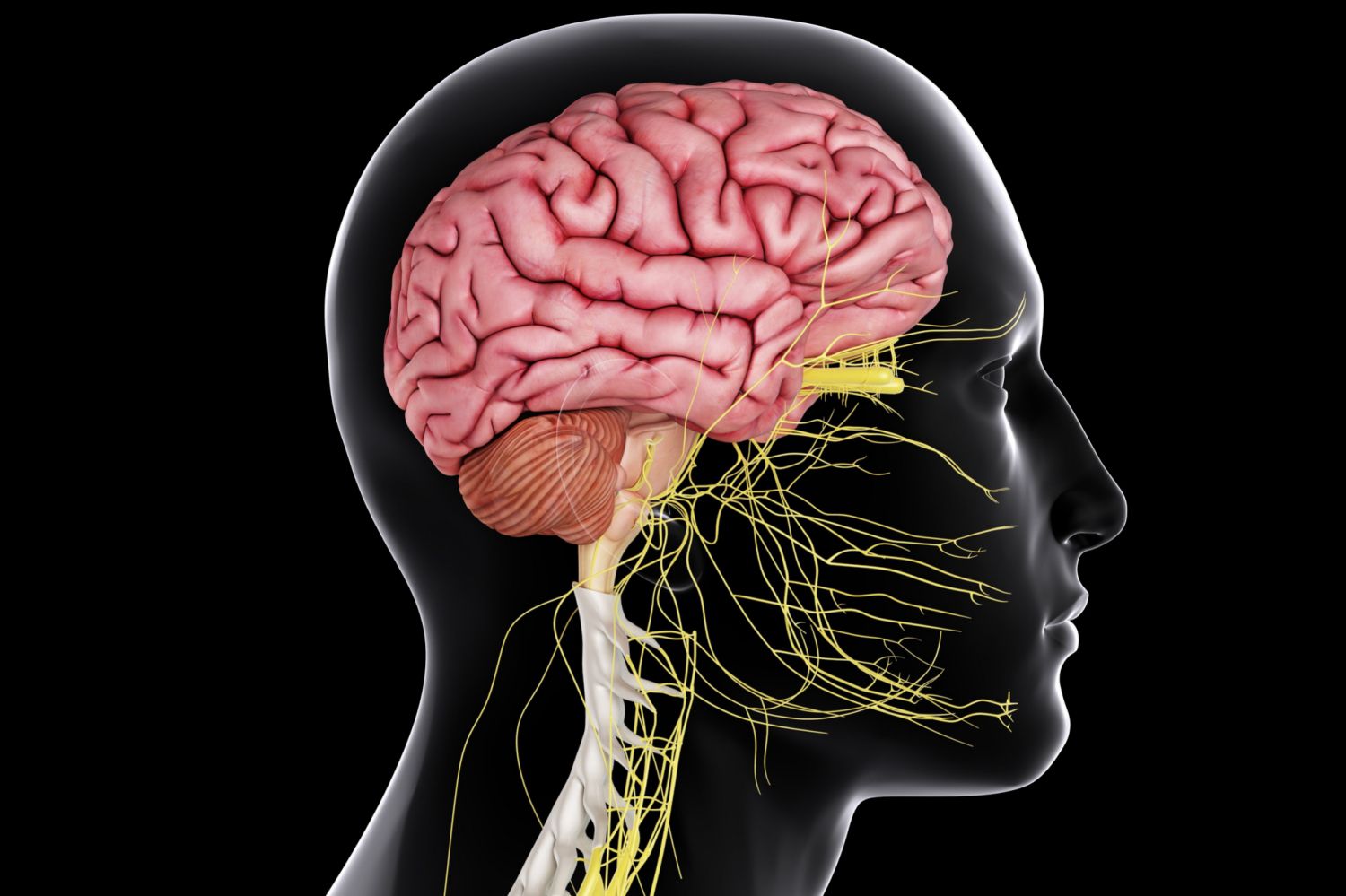 Central Nervous System: How It Functions, Structure