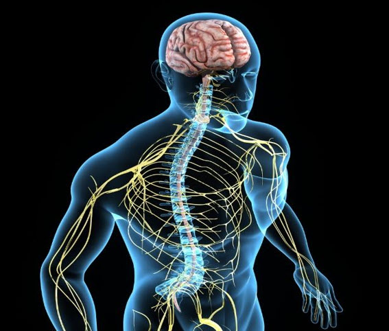 What Is The Nervous System How Does It Work - Body@Boronia