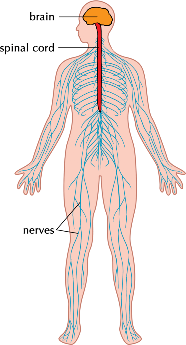 What is the Human Nervous System? | Twinkl Teaching Wiki