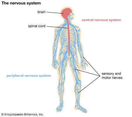 nervous system - Students | Britannica Kids | Homework Help