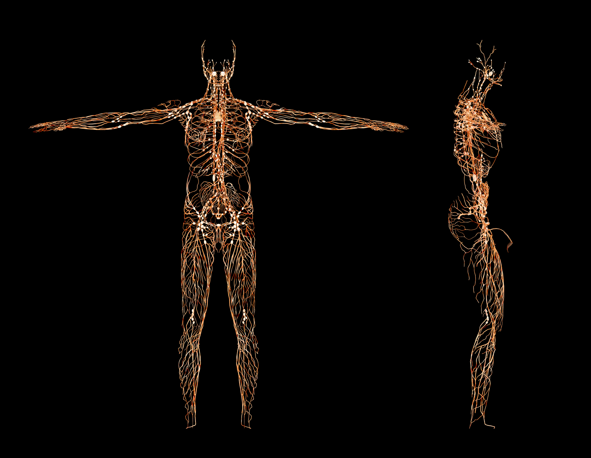 Spotlight On: The Nervous System - I Spy Physiology Blog