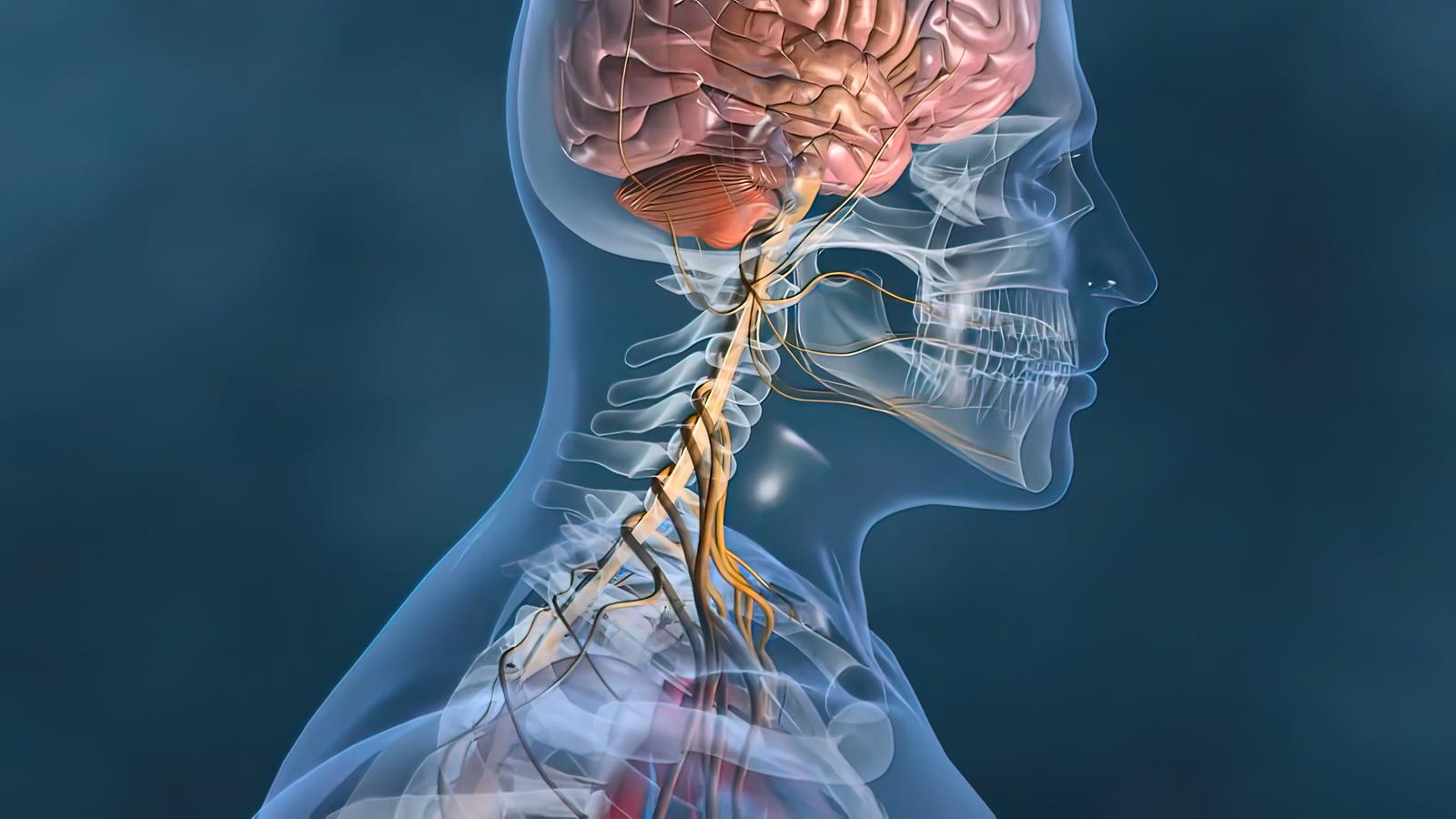 nervous system
