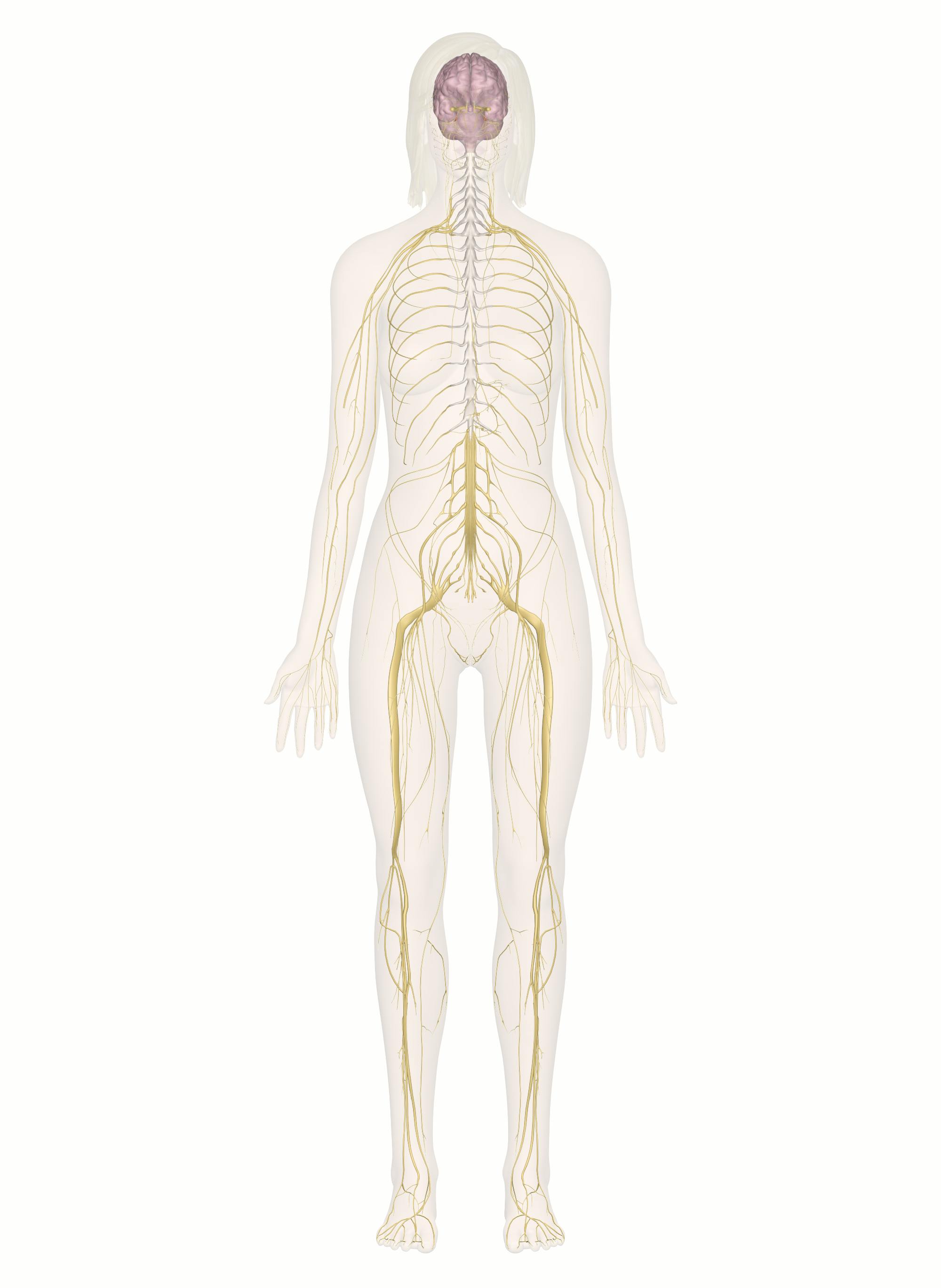 Interactive Guide to the Nervous System | Innerbody