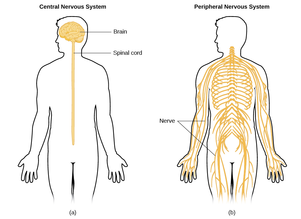 Parts of the Nervous System | Introduction to Psychology
