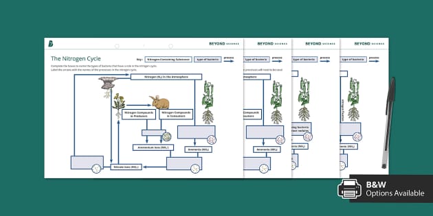 The Nitrogen Cycle Worksheet (teacher made) - Twinkl