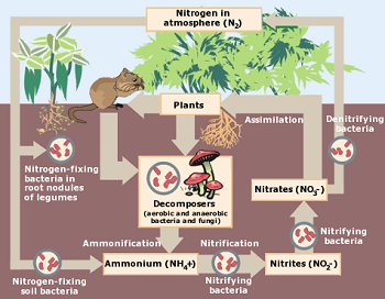 Nitrogen Cycle Activities &  Games | Study.com