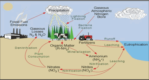 The Nitrogren Cycle (Student Worksheet)