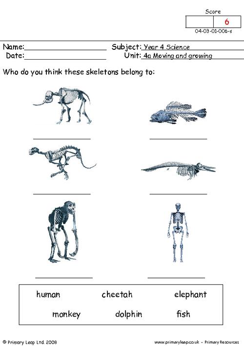 Science: Bones or no bones? | Worksheet | PrimaryLeap.co.uk
