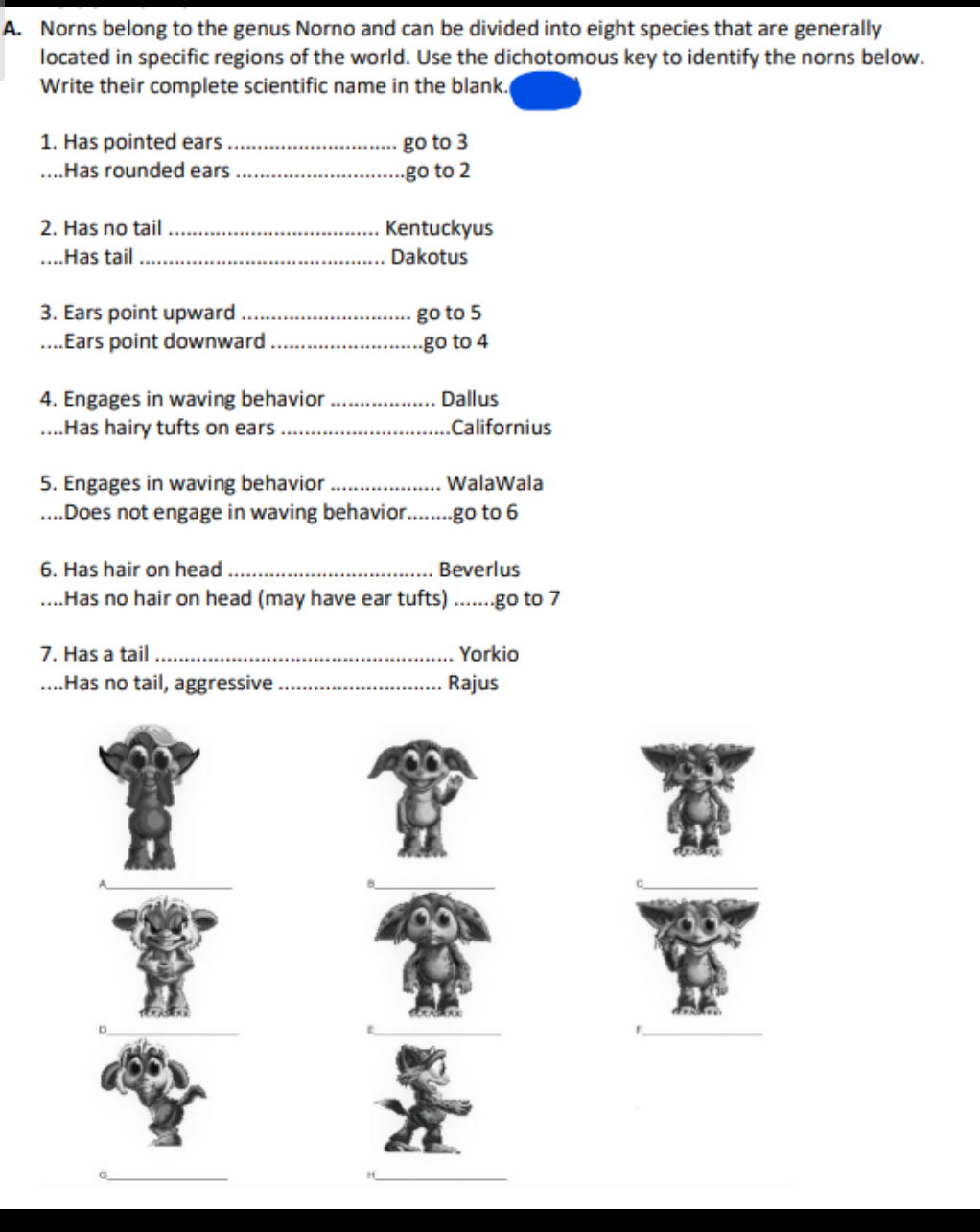 Answered: Norns Dichotomous Key Norns belong to… | bartleby