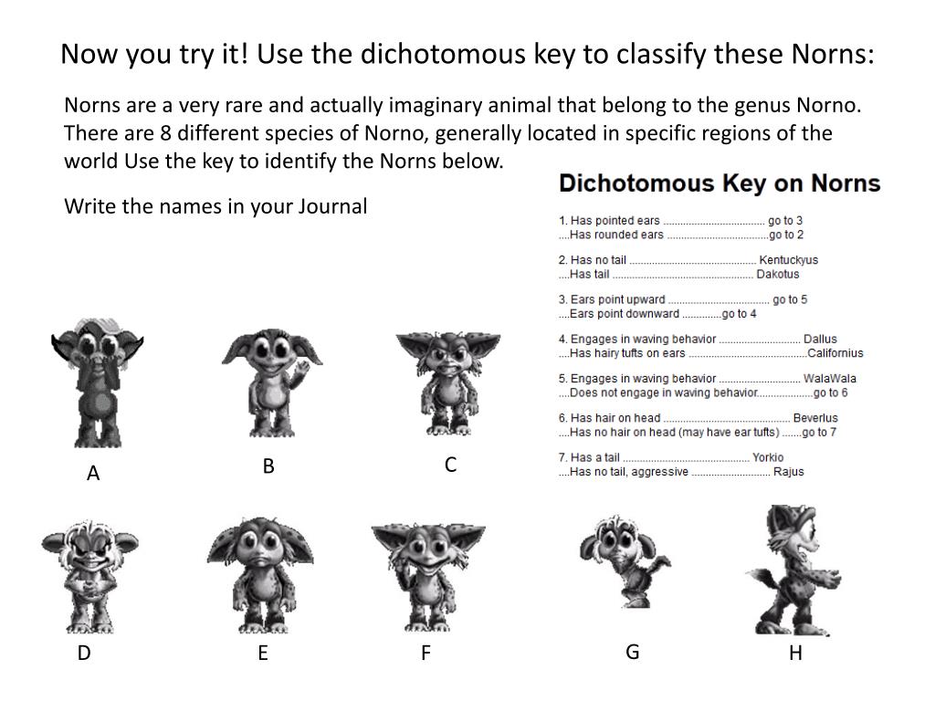 Answered: Please contruct a dichotomous tree out… | bartleby