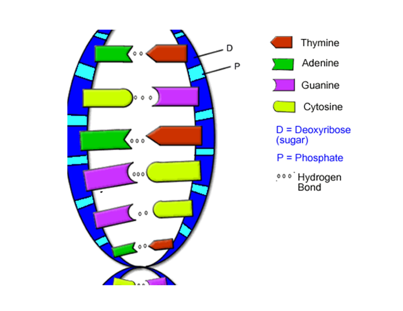 nucleic acids dna the double helix worksheet answers