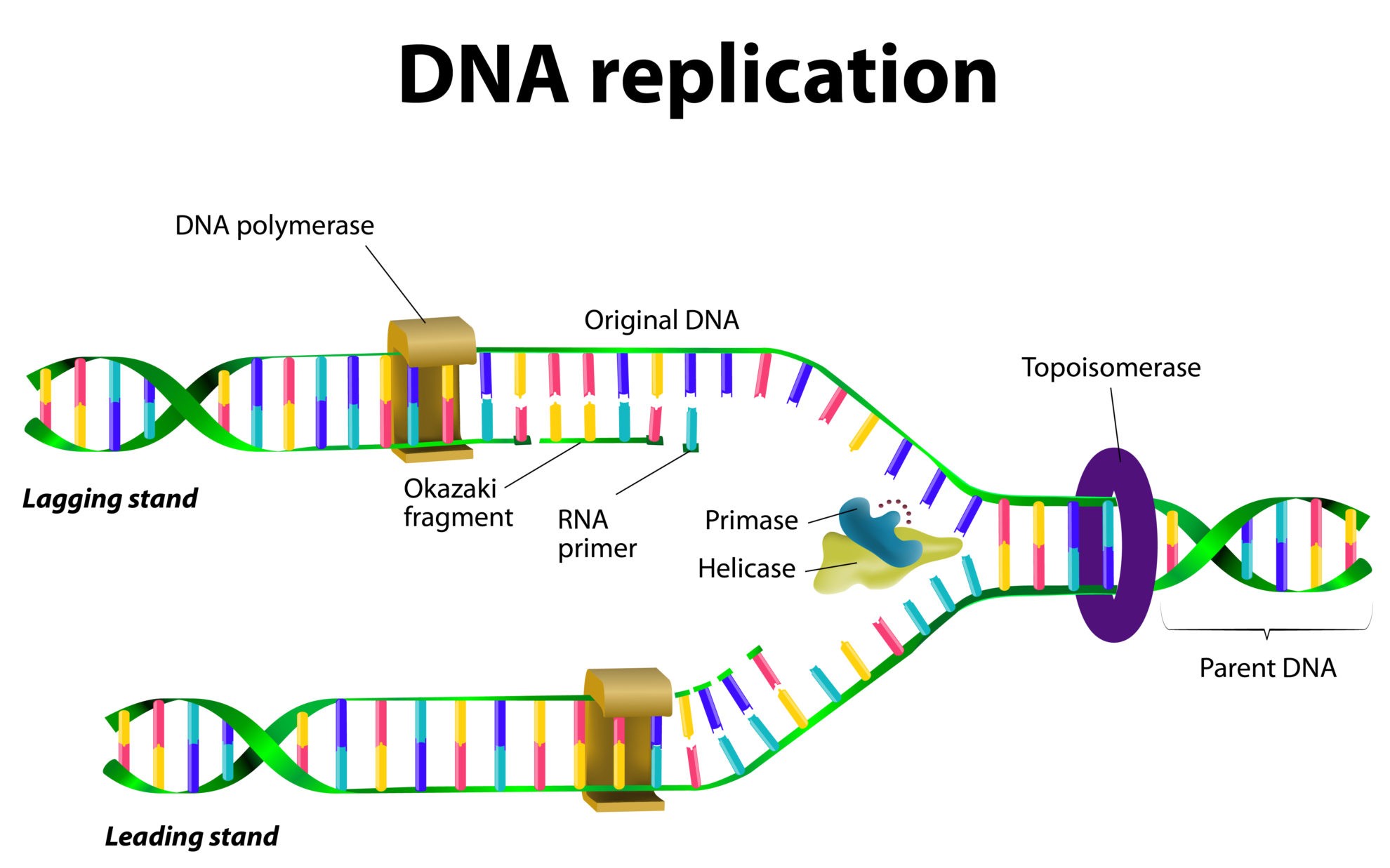 nucleic acids dna the double helix worksheet answers