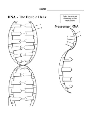 nucleic acids dna the double helix worksheet answers