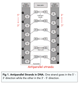 nucleic acids dna the double helix worksheet answers