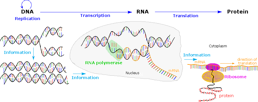 nucleic acids dna the double helix worksheet answers