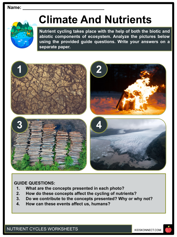 The Nutrient Cycle Worksheets For Kids | Types | Steps ...