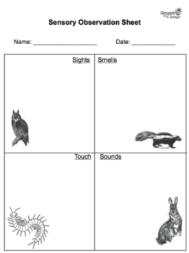 Scientific Observation Worksheets, Activities, Ideas &  Lesson ...