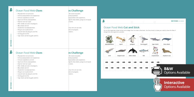 An Ocean Food Web Worksheet | Primary Resource | Twinkl