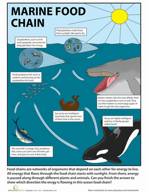 ocean food web worksheet