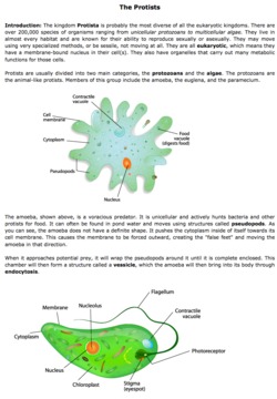 online science worksheet