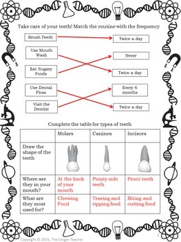 Teeth and Oral Hygiene Worksheets