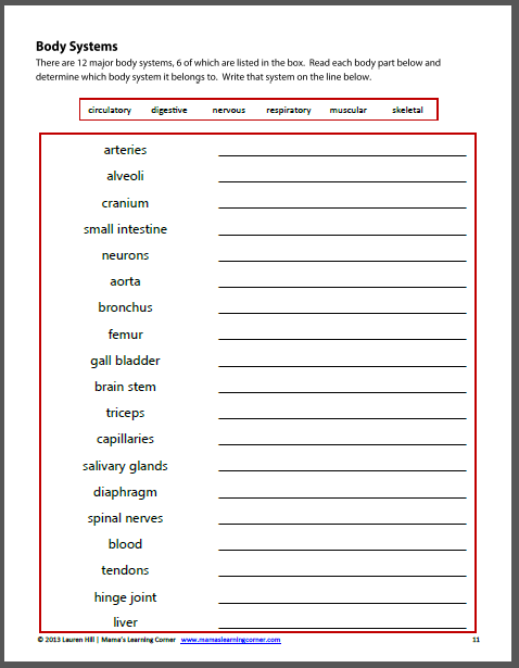 The Human Body: Worksheets - Mamas Learning Corner