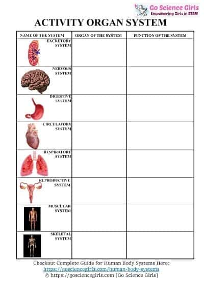 organ system worksheet