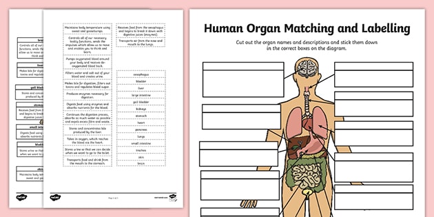 organs worksheet