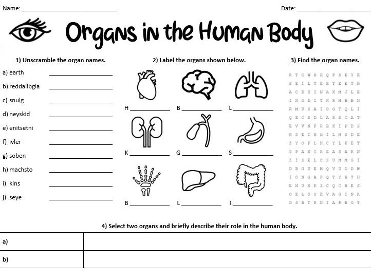 Organs in the Human Body Worksheet  
