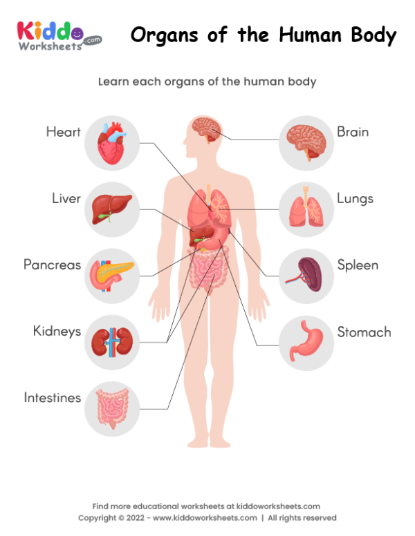 Free Printable Organs of the Human Body Worksheet - kiddoworksheets