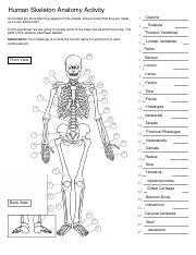 Human Skeleton Anatomy Activity.pdf - Human Skeleton Anatomy ...