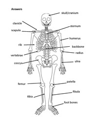 Human Body Printables Worksheets