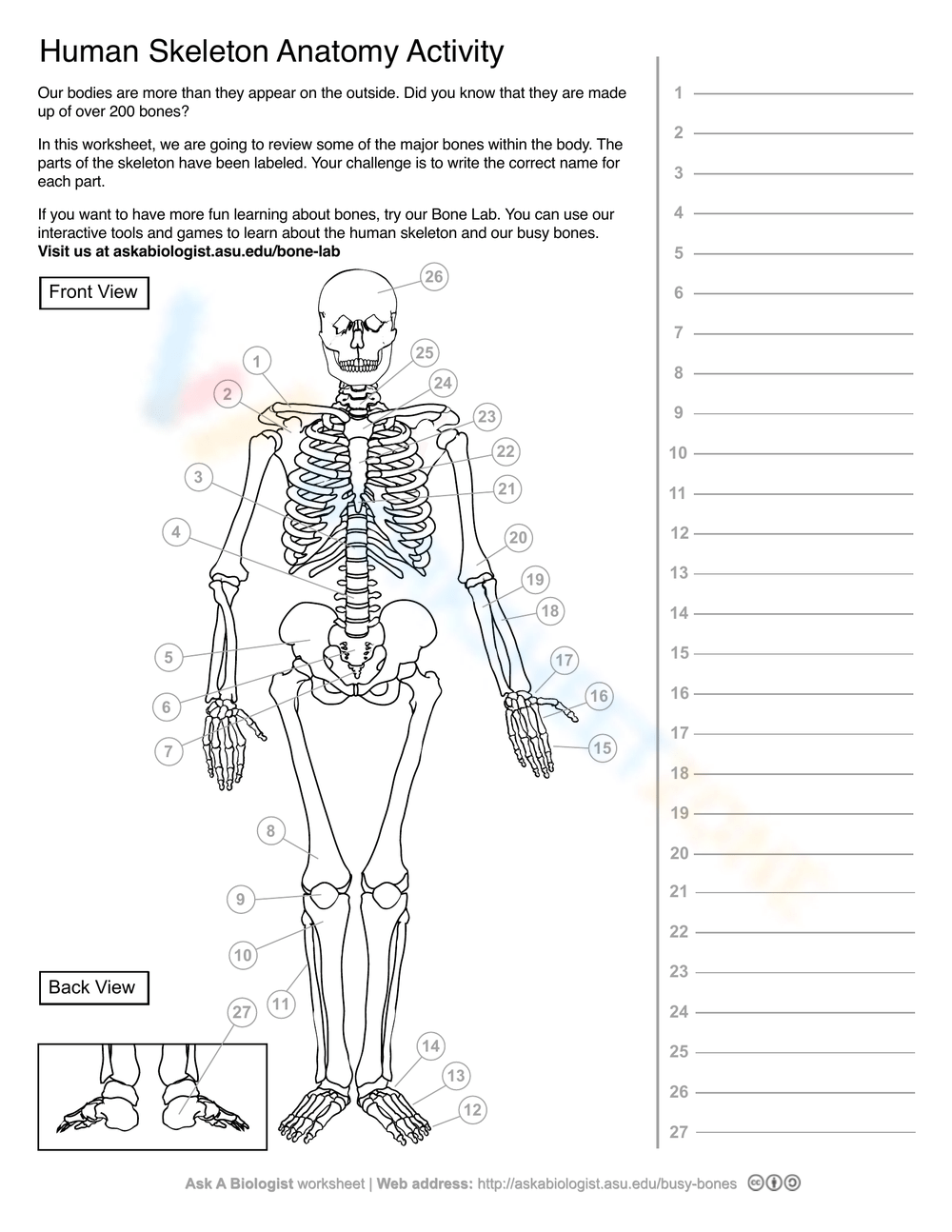 Grade 3 Easter - Bones Worksheets 2024