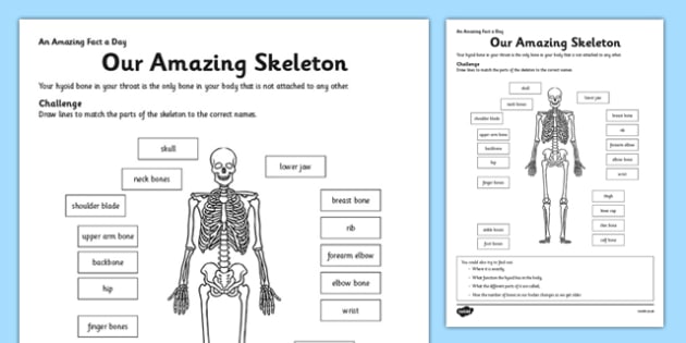 Our Amazing Skeleton Worksheet - Skeleton with Labels