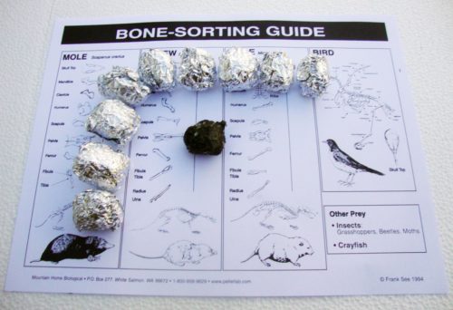 Great Science Ideas - Owl Pellet Dissection Lab Activity! - SPG ...