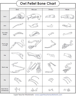 Owls and Owl Pellet Worksheets